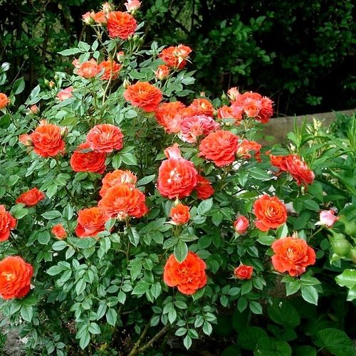 Oranžová - Stromková růže s drobnými květy - stromková růže s kompaktním tvarem koruny